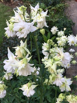 AQUILEGIA vulgaris Green Apples